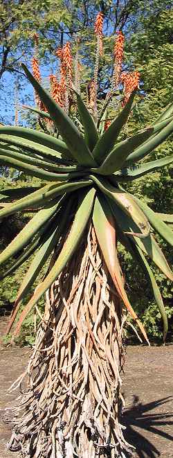 (Aloe thraskii)