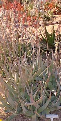 (Aloe tomentosa)