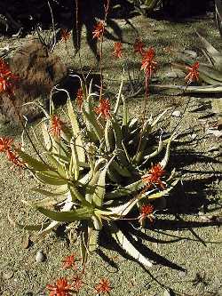 (Aloe tororoana)