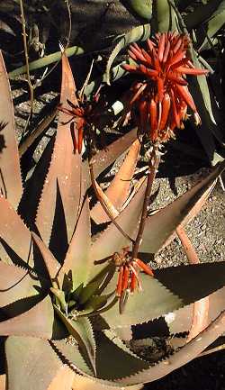 (Aloe ukambensis)