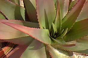 (Aloe ukambensis)