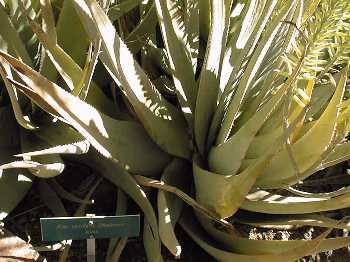 (Aloe vacillans)