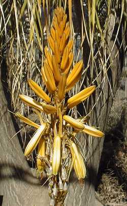 (Aloe vanbalenii)