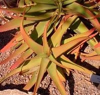 (Aloe vanbalenii)