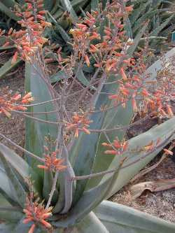 (Aloe viguieri)