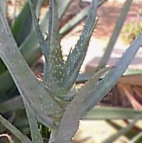 (Aloe volkensii ssp. volkensii )