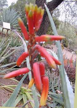 (Aloe volkensii ssp. volkensii )