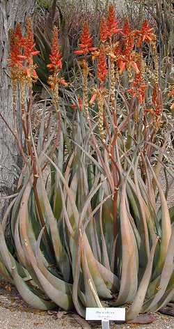 (Aloe wickensii)