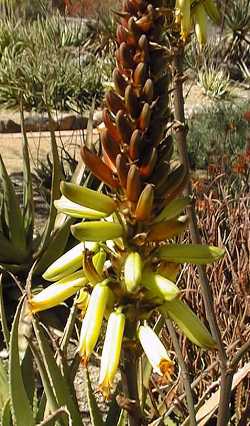 (Aloe wickensii)