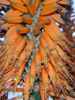 (Aloe Χ principis)