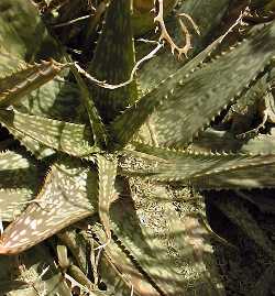 (Aloe zebrina)