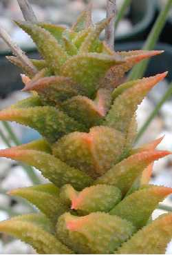 (Haworthia sp. 'aspera')