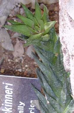 (Astroworthia bicarinata)