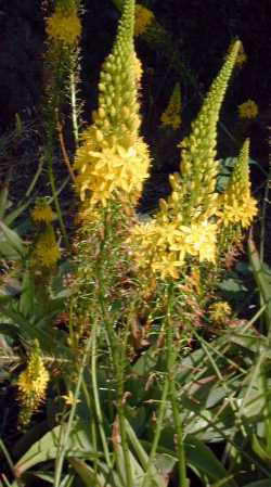 rooiwortel(Bulbine latifolia)