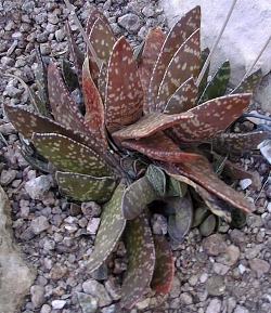 (Gasteria brachyphylla var. brachyphylla )