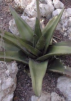 (Gasteria excelsa)