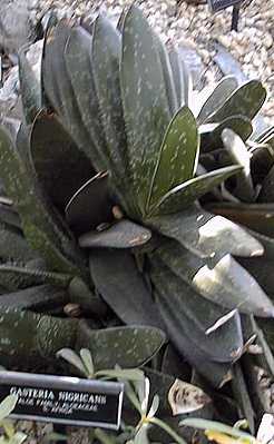 (Gasteria disticha)