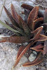 (Gasteria nitida var. nitida )