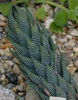 (Haworthia coarctata var. adelaidensis )