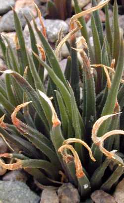 (Haworthia angustifolia var. altissima )