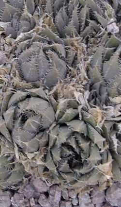 (Haworthia arachnoidea var. arachnoidea )