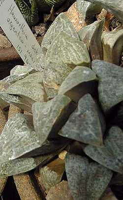 (Haworthia pygmaea var. argenteomaculosa )