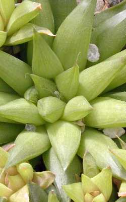 (Haworthia marumiana var. batesiana )