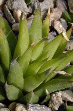 (Haworthia chloracantha var. chloracantha )