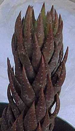 (Haworthia coarctata var. coarctata )