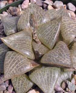 (Haworthia emelyae var. comptoniana )