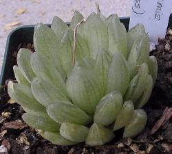 (Haworthia cymbiformis var. cymbiformis )