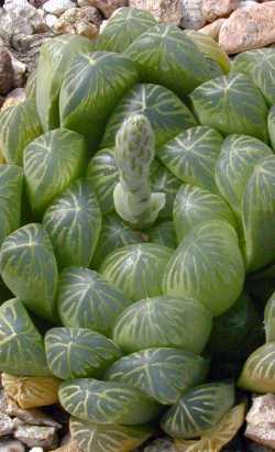 (Haworthia cooperi var. dielsiana )