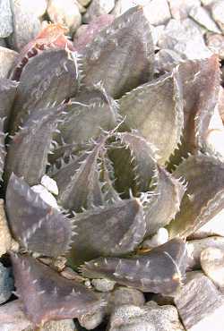 (Haworthia marumiana var. dimorpha )