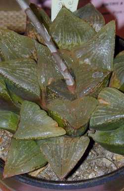 (Haworthia emelyae var. emelyae )