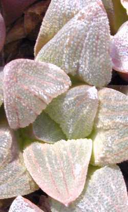 (Haworthia retusa fa. geraldii)