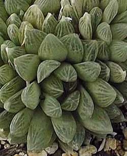 (Haworthia cymbiformis var. incurvula )