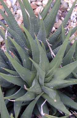 (Haworthia longiana)