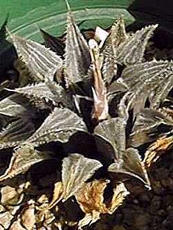 (Haworthia emelyae var. major )