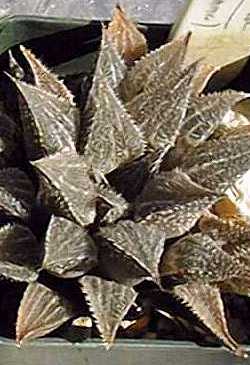 (Haworthia emelyae var. major )