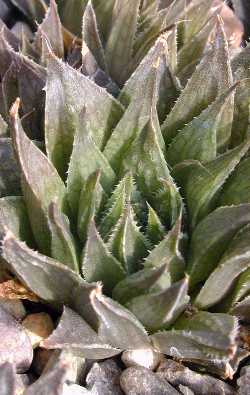 (Haworthia marumiana var. marumiana )