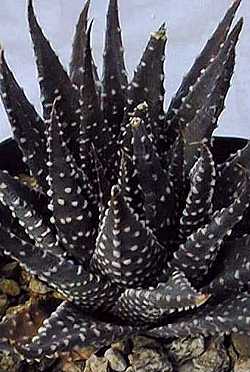 (Haworthia maxima)