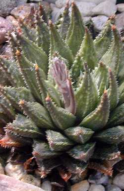 (Haworthia maraisii var. meiringii )