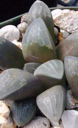 (Haworthia mutica var. mutica )