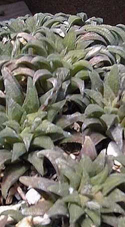 (Haworthia parksiana)