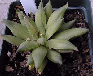 (Haworthia cymbiformis var. reddii )