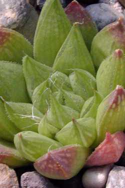 (Haworthia cymbiformis var. reddii )