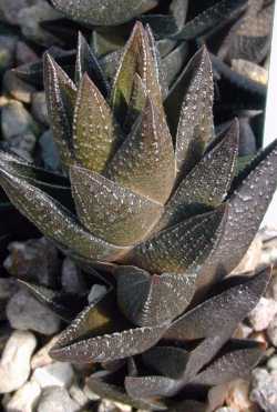 (Haworthia Χ resendeana)