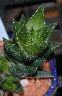 (Haworthia Χ resendeana)