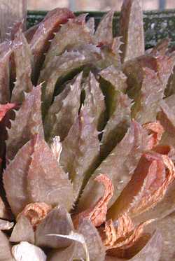 (Haworthia reticulata var. reticulata )