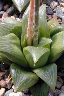 (Haworthia retusa var. retusa )